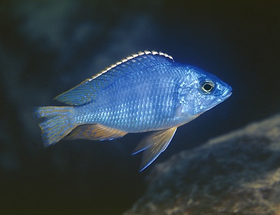 Protomelas taeniolatus 'Mbenji Island'